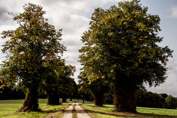 Road Leading through a row of Trees