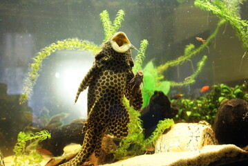 Big and small armored catfish (Pterygoplichthys gibbiceps) in aquarium.