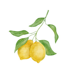 Lemon fruit with leaves. Hand draw watercolor illustration isolated on white background