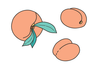 Peaches, apricots - vector illustration in cartoon style. Objects isolated on white background. Vector isolated icon. - 531036843