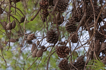 Old dry cones on a pine tree