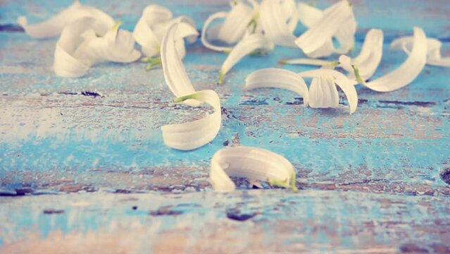 White chamomile petals drops on light blue vintage