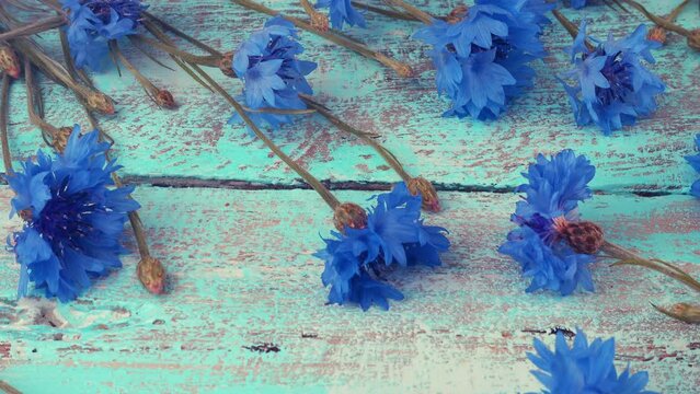 Fresh flowers of knapweeds on vintage light blue wooden