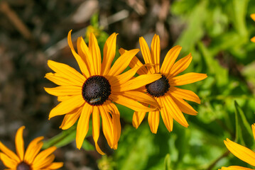 Yellow rudbeckia flowers