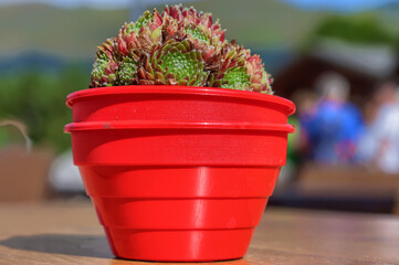 Succulent plant in red pot