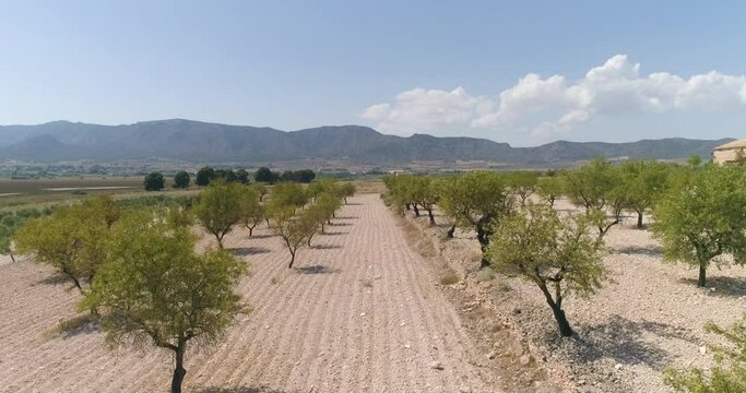Vuelo rasante entre &aacute;rboles de secano paralelos y monta&ntilde;as detr&aacute;s