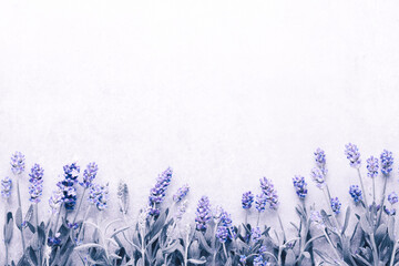 Flowers composition, frame made of lavender flowers on pastel background.