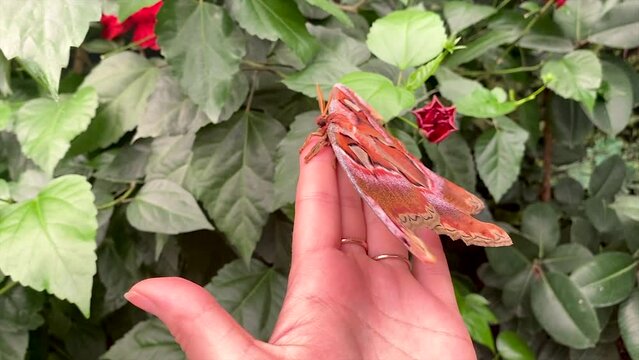 The largest butterfly in nature. Coscinocera hercules.