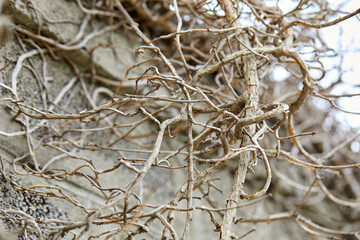 branches of plant, nature background