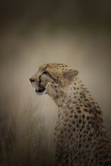 cheetah in the wild