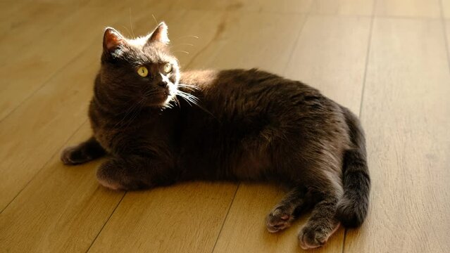 gray fluffy cat with green eyes sits on a white 