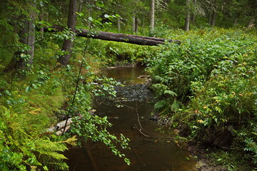 A small mountain river in the Karelian forest.