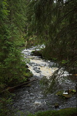 A small mountain river in the Karelian forest.