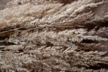 blades of fluffy dry pampas grass natural background