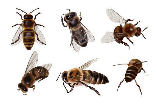 Realistic set of honey bees. Close-up of watercolor honey bees