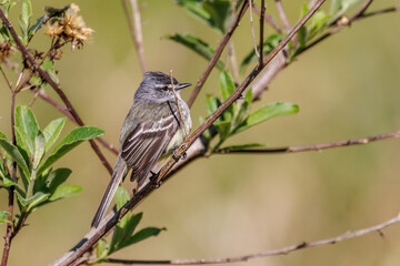 A tiny songbird sunbathing perched on a tree branch on a sunny winter morning