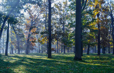 Early morning in autumn park 