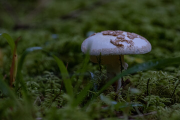 Amanita citrina the false deathcap in forest moss, Amanita citrina poisonus mushroom on moss close up