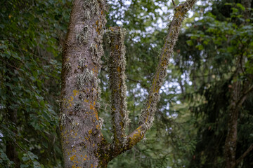 tree trunk with interesting branch overgrown with moss