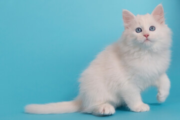 Fototapeta na wymiar Sibirisches weißes Kätzchen mit hellblauem Hintergrund