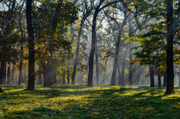 Early morning in autumn park 