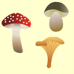 Wild mushroom vector illustration