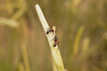 Branch with two ants in selective focus