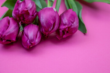 Pink tulips bouquet on background with place for text. Tulip flower. Spring flowers. Copy space.