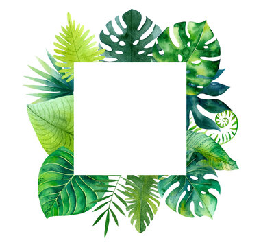 Watercolor frame, tropical flowers and leaves. Jungle flowers. Safari exotic greenery cute childish baby shower illustration. Floral summer isolated wreath. Monstera banana leaves border