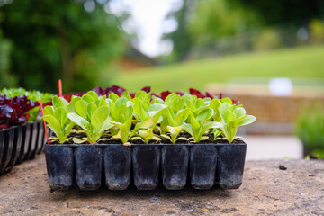 plants in a garden