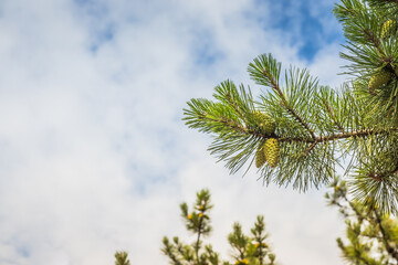 Close-up pine shoots against the blue sky. Young branches of evergreen plants. Green coniferous tree in springtime. Fresh spruce twig and needles. Photo wallpapers in green colors.