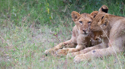 lion cub in the grass, in African Wildlife conservation Area