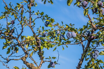 Ripe plums on a tree branch in the orchard. Organic farm or home