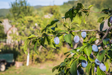 Ripe plums on a tree branch in the orchard. Organic farm or home garden