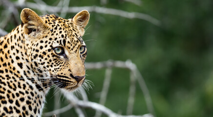 close up of a leopard, in African wildlife conservation Area