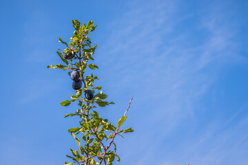 Obraz premium Ripe plums on a tree branch in the orchard. Organic farm or home garden