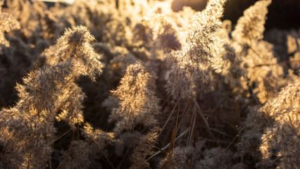 Reeds ripening in the sunset light