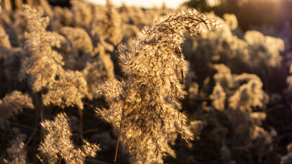 Reeds ripening in the sunset light