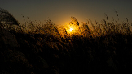 Reeds ripening in the sunset light