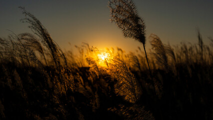 Reeds ripening in the sunset light
