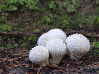 Lycoperdon perlatum, the common puffball, in the forest