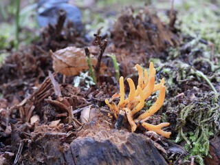 Calocera viscosa,  yellow stagshorn,  a jelly fungus in the forest