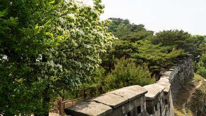 Chionanthus retusus that wants to jump over the wall