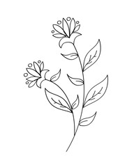 Outline flower with black thin line, floral design element, decorative line art illustration.