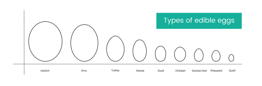 Types of edible bird eggs line icon, vector illustration.