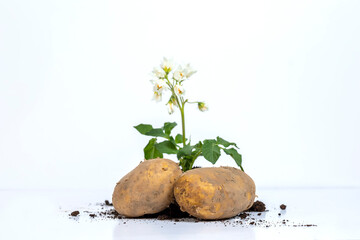 raw potato over white background