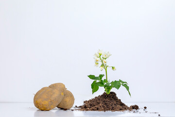 raw potato with floweres over white background