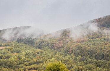 Fototapeta premium Mountain slope with deciduous forest in fog. Mountain slope on a cloudy overcast morning. Misty mountains in summer. Beautiful cloudy morning in the mountains. Carpathians. Ukraine