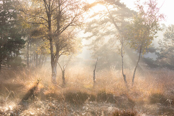 sunlight though fog over swamp in autumn