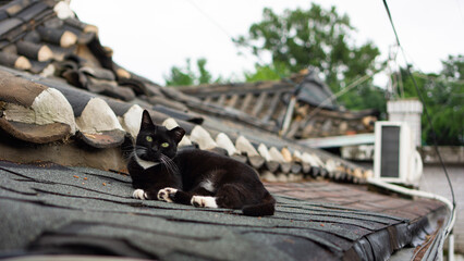 black cat looking at me from the roof

